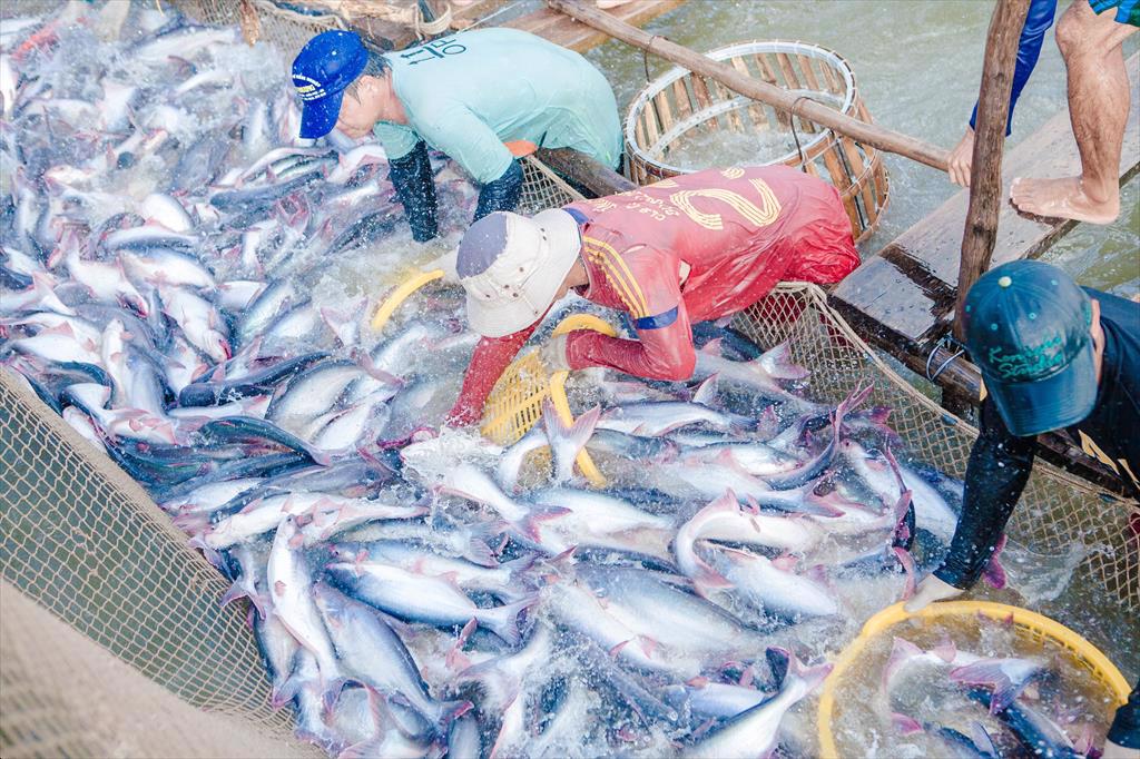 Xuất khẩu cá tra sang Trung Quốc chưa hồi phục trong giai đoạn “giảm phát”