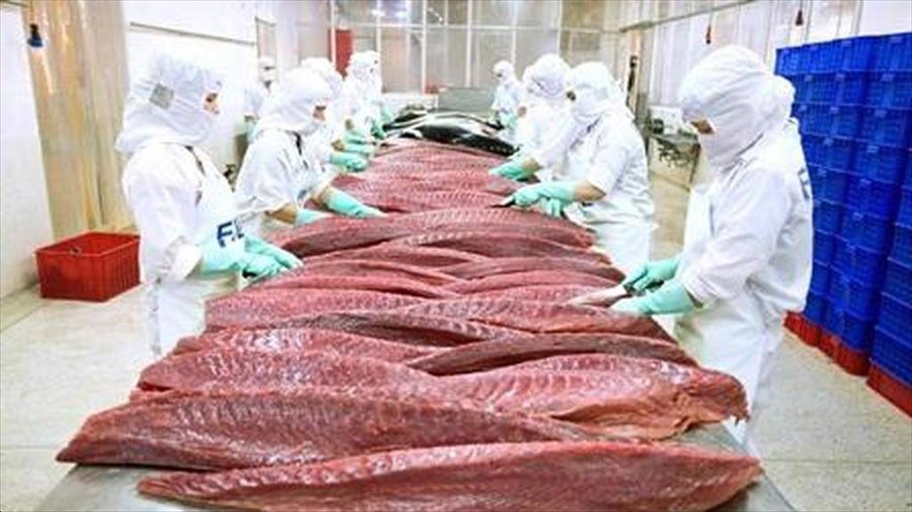 Ai Cập đang sáng dần trên bản đồ xuất khẩu cá ngừ Việt Nam