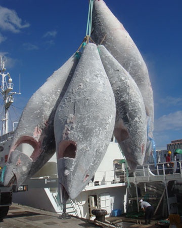 Thị trường cá ngừ Tây Ban Nha (268 - 0192013)