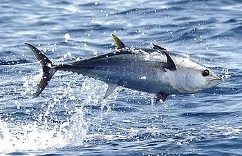 NK cá ngừ tươi và đông lạnh của EU tăng