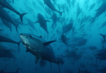 Thị trường cá ngừ Tây Ban Nha tuần 7(13 - 1922012)