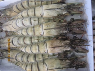 Giá tôm trên thị trường Nhật Bản, tuần từ 17-22122012