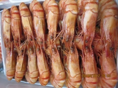 Thị trường tôm Nhật Bản tuần từ  2910 – 2112012