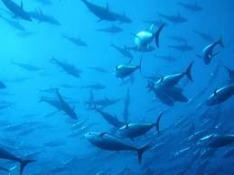 Thị trường cá ngừ vây xanh đông lạnh Nhật Bản tháng 12013