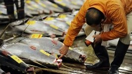 Thị trường cá ngừ Nhật Bản tháng 102012