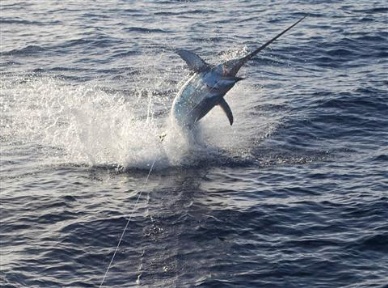 Thị trường cá kiếm Mỹ tháng 72012