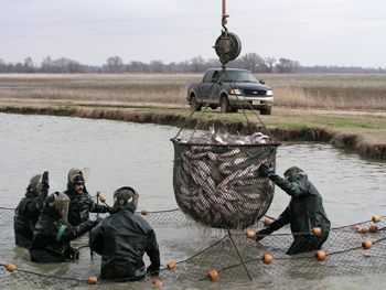 Thị trường cá da trơn Mỹ tháng 122011