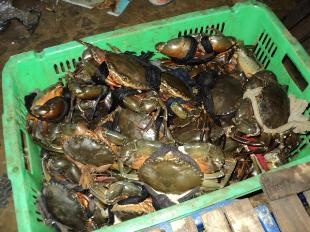 Thị trường cua ghẹ Trung Quốc tháng 12013