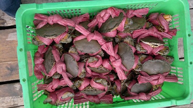 Thị trường cua ghẹ Trung Quốc tháng 72013