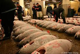 Thị trường cá ngừ tươi và đông lạnh Nhật Bản tháng 122011 