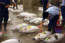 Thị trường cá ngừ Nhật Bản tháng 12012
