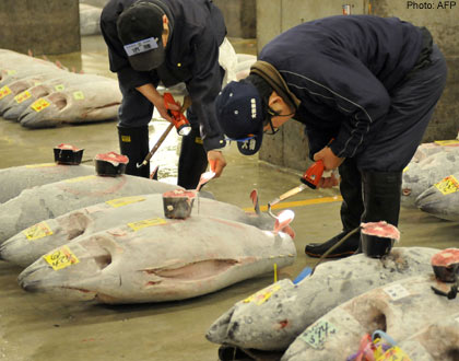 Thị trường cá ngừ vây xanh tươi Nhật Bản tháng 22012