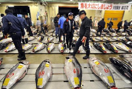 Thị trường cá ngừ tươi và đông lạnh Nhật Bản tháng 32012