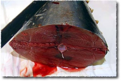 Thị trường cá ngừ tươi và đông lạnh Nhật Bản tháng 12013