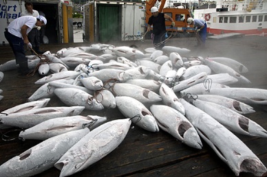 Thị trường cá ngừ tươi và đông lạnh Nhật Bản tháng 42013