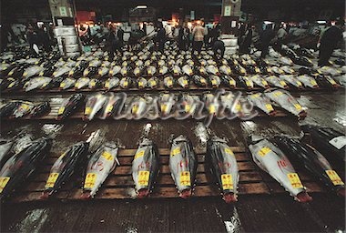 Thị trường cá ngừ vây xanh tươi Nhật Bản tháng 52013