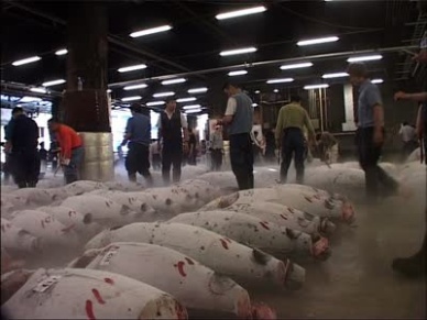 Thị trường cá ngừ tươi và đông lạnh Nhật Bản tháng 52013