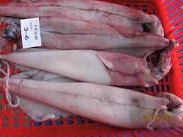 Thị trường mực ống Trung Quốc tháng 62012