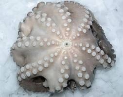 Thị trường bạch tuộc Nhật Bản tháng 12013