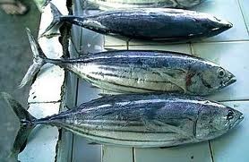 Thị trường cá ngừ Tây Ban Nha tuần 7 (11 – 1722013)