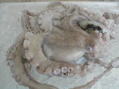 Thị trường bạch tuộc Nhật Bản tháng 72012