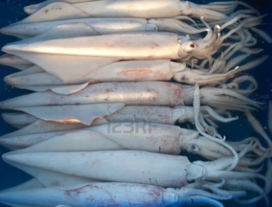 Thị trường mực ống Thái Lan tháng 92012