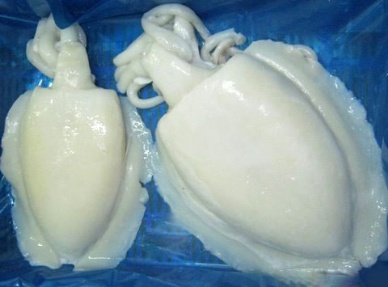 Thị trường mực nang đông lạnh Nhật Bản tháng 92012