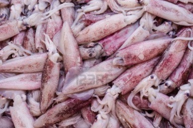 Thị trường mực ống Nhật Bản tháng 12013