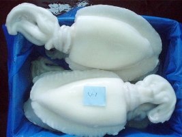 Thị trường mực nang đông lạnh Nhật Bản tháng 52013