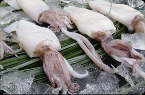 Trung Quốc Nhập khẩu mực ống giảm trong tháng 9