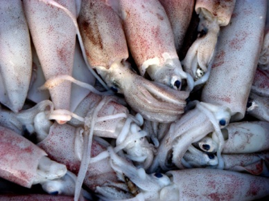 Thị trường mực, bạch tuộc Tây Ban Nha tuần 44 (2910 – 4112012)