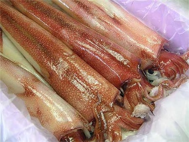 Thị trường mực – bạch tuộc Tây Ban Nha tuần 53 (31122012 – 612013)