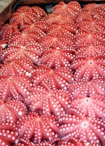 Thị trường mực – bạch tuộc Tây Ban Nha tuần 42 (14 - 20102013)