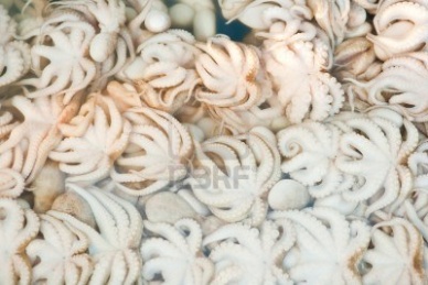 Thị trường mực Tây Ban Nha tuần từ 3 - 992012