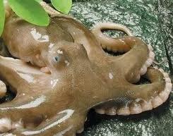 Thị trường mực, bạch tuộc Tây Ban Nha tuần 45 (5 – 11112012)