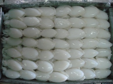 Thị trường mực, bạch tuộc Tây Ban Nha tuần 7 (11 – 1722013)