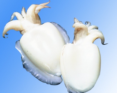 Thị trường mực-bạch tuộc Tây Ban Nha tuần 9 (252 – 332013)