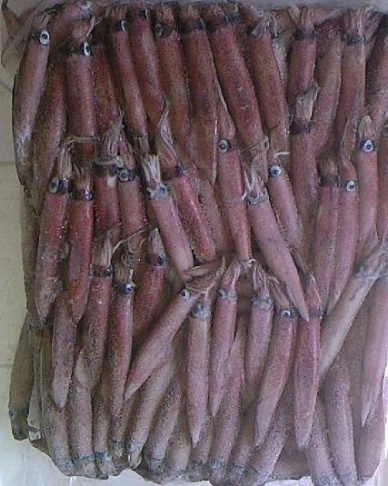 Thị trường mực – bạch tuộc Tây Ban Nha tuần 31 (297 – 482013)