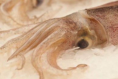 Thị trường mực ống Mỹ tháng 72013