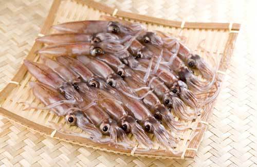 Thị trường mực ống Trung Quốc tháng 122011 