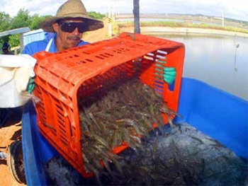 Xuất khẩu tôm Brazil, tháng 22013