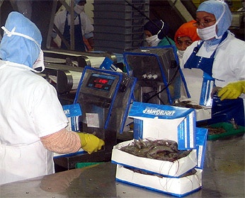 Xuất khẩu tôm của Ecuador, T1-T82013