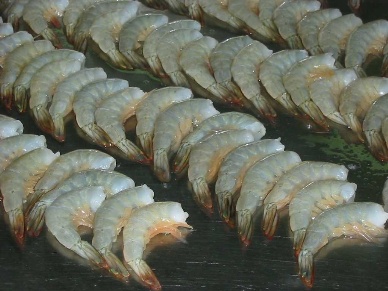 Nhập khẩu tôm vào Tây Ban Nha, tháng 1-92012