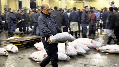 Thị trường cá ngừ vây xanh tươi Nhật Bản tháng 82012