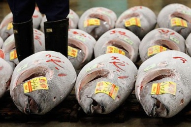 Thị trường cá ngừ vây xanh đông lạnh Nhật Bản tháng 82012