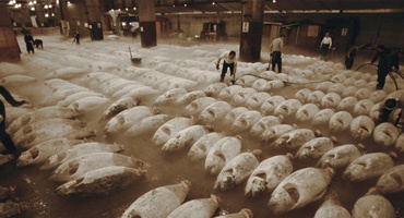 Thị trường cá ngừ mắt to đông lạnh Nhật Bản tháng 92012