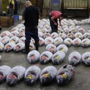 Thị trường cá ngừ vây xanh tươi Nhật Bản tháng 22013