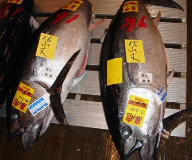 Thị trường cá ngừ tươi và đông lạnh Nhật Bản tháng 22013