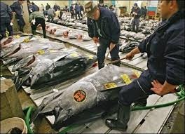 Thị trường cá ngừ mắt to đông lạnh Nhật Bản tháng 32013