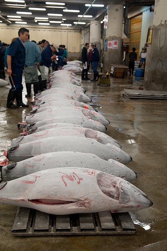 Thị trường cá ngừ vây xanh đông lạnh Nhật Bản tháng 52013